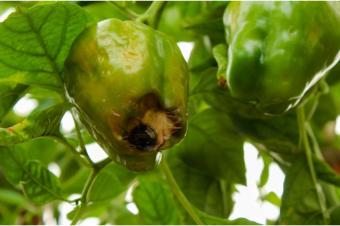 Agriculture et Consultance des Experts Agricoles en RDCongo